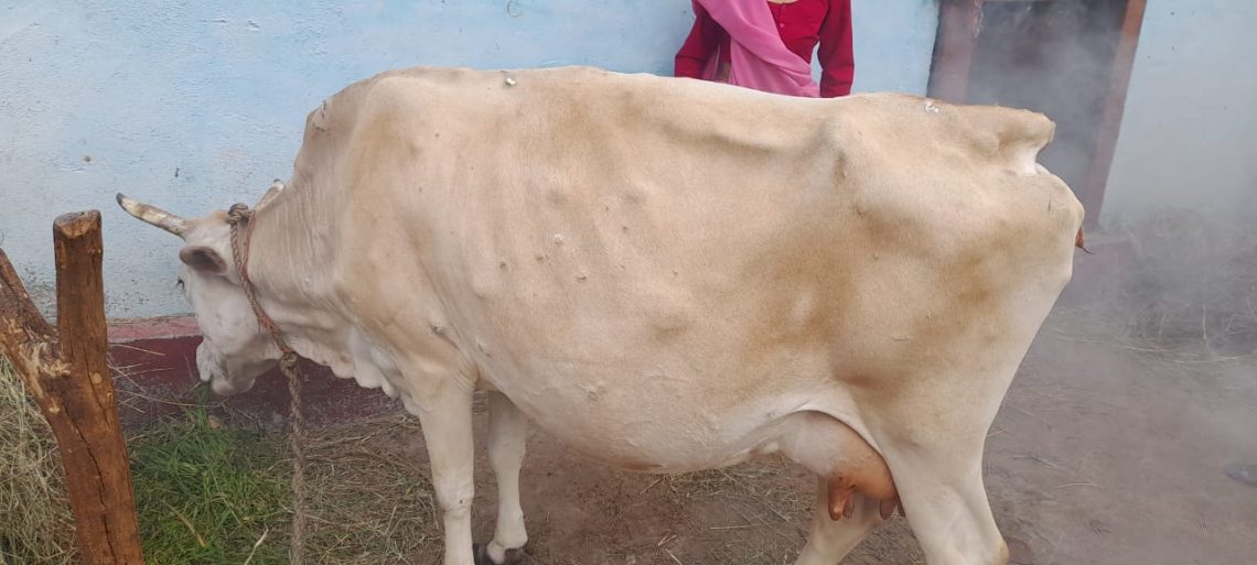 उत्तराखंड के पहाड़ों में फिर लंपी वायरस आने लगा नजर:पशुपालकों में दहशत का माहौल,सचेत रहने की आवश्यकता
