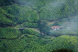 Read more about the article बिग न्यूज: चाय बागान की विवादित जमीन को कब्जे में लेगी सरकार। खरीद-फरोख्त करने वालों को नोटिस जारी