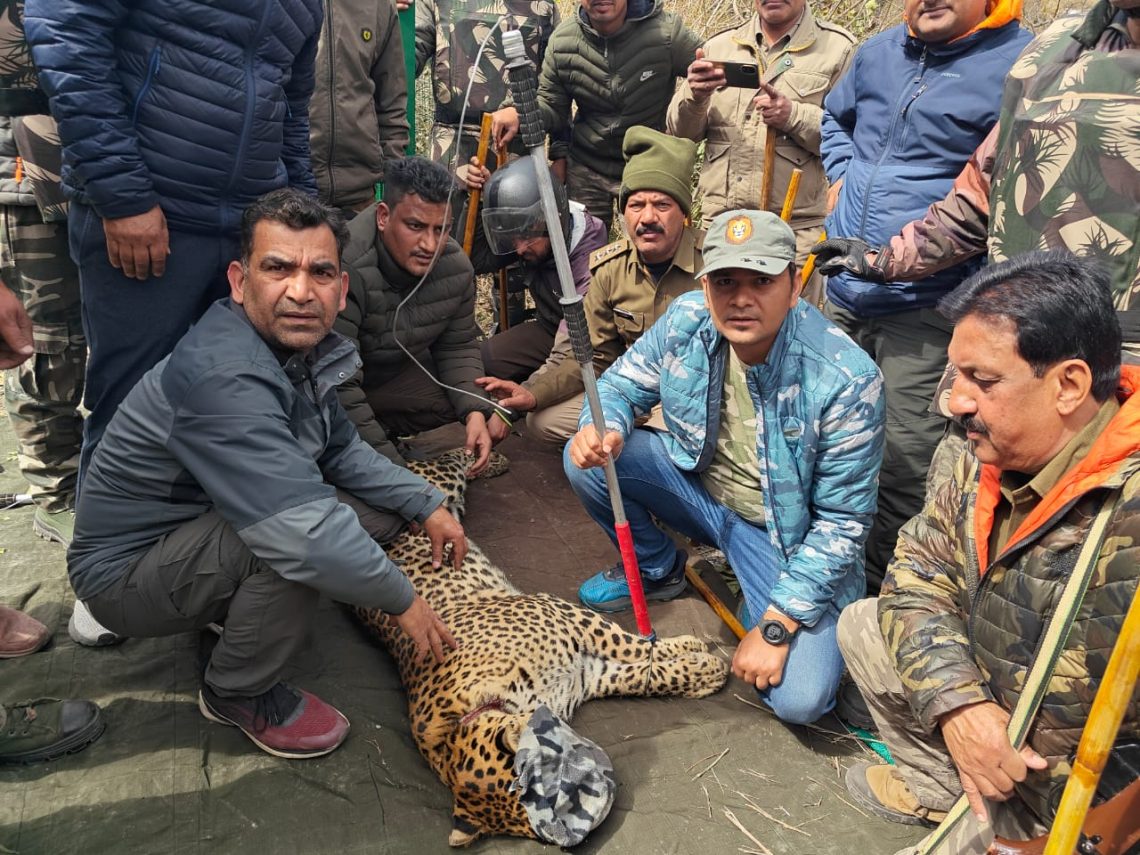 बिग ब्रेकिंग (वीडियो): पकड़ा गया आदमखोर गुलदार। दून में दो बच्चों को बनाया था निवाला