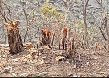 खुलासा : दमदेवल रेंज में हजारों हरे भरे पैड़ो का अवैध पातन, जिम्मेदार प्रशासन सोया चितपट