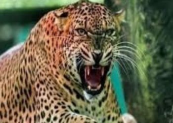 दुखद : गुलदार ने 17 वर्षीय युवक को बनाया निवाला। कई घंटे बाद मिला क्षत-विक्षत शव