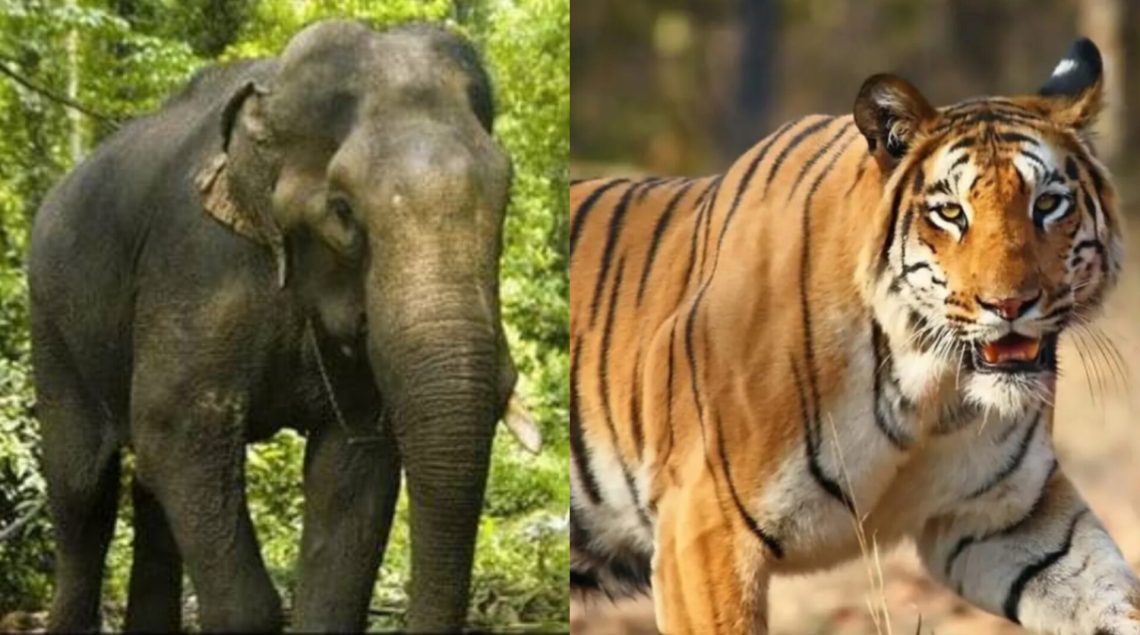 यहां हाथियों ने फैलाया रायता तो वही महिला को उठा ले गया बाघ।