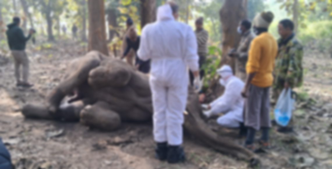 वन विभाग रुद्रपुर टांडा रेंज के जंगल में हाथी की मौत।