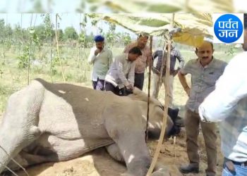 इस अवस्था में हाथी मिलने से मचा हड़कंप।