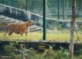 बागेश्वर में बनेगा बाघ रेस्क्यू सेंटर।अब नहीं भेजने पड़ेंगे पकड़े गए बाघ अल्मोड़ा