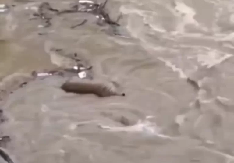 वीडियो: कोसी नदी में बहता दिखा गुलदार का शव। भारी बारिश से जानवरों को बढ़ा खतरा