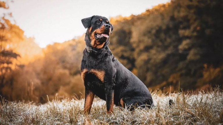 दून में खूंखार नस्लों का बढ़ता खतरा, प्रतिबंध के बावजूद पिटबुल और राटविलर का पालन जारी