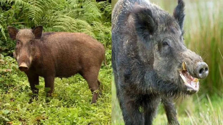 जंगली सूअर के हमले में किसान की मौत, इलाके में दहशत फैली