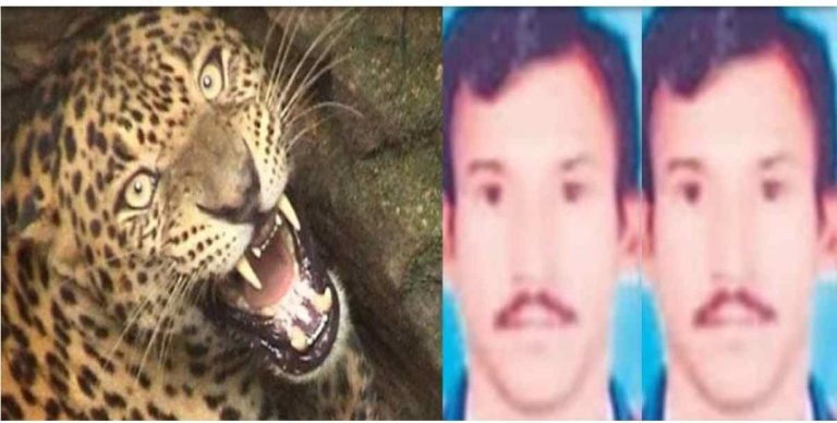 जंगल में मिला दो दिन से लापता ग्रामीण का शव, गुलदार ने बनाया अपना निवाला 