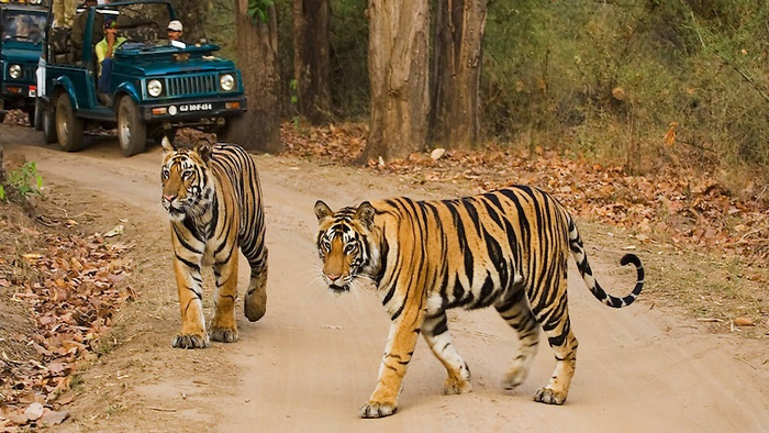 बाघ शिकार कांड की परतें फिर खुलेंगी? सुप्रीम कोर्ट ने सभी पक्षों को जारी किया नोटिस