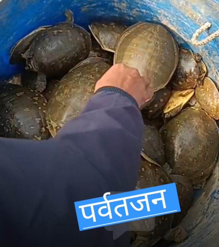 60 जिंदा कछुओं संग दिनेशपुर से एक को दबोचा।