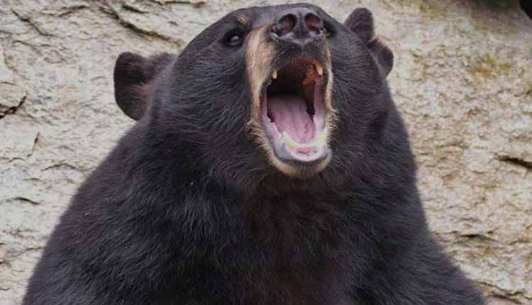 उत्तरकाशी के बड़कोट में भालू के हमले में महिला की हालत गंभीर, देहरादून रेफर