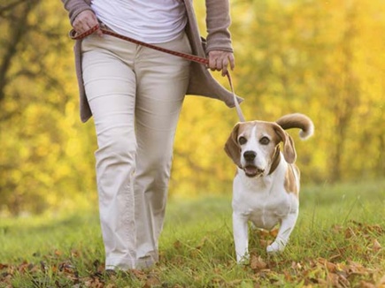 अब कुत्ता पालना है तो जिम्मेदारी से पालो, वरना भारी पड़ सकता है! जानिए नए नियम