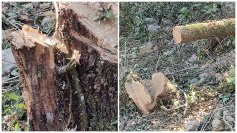 मसूरी में अवैध वृक्ष कटाई का मामला: वन विभाग ने भूस्वामी के खिलाफ शुरू की कानूनी प्रक्रिया