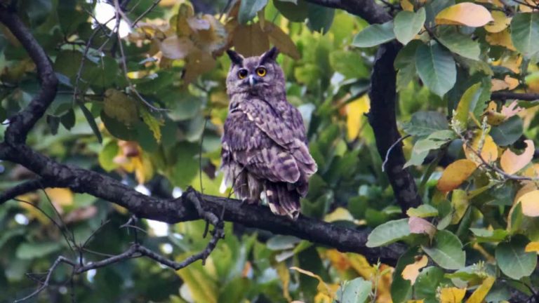 फाटो जोन में दिखा दुर्लभ डस्की ईगल आउल, 15 साल बाद जोड़े में एंट्री!