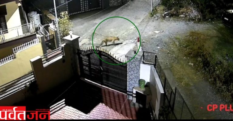 Uttarakhand News: यहां रिहायशी क्षेत्र में टहलते दिखे 2 गुलदार, CCTV वीडियो से मचा हड़कंप