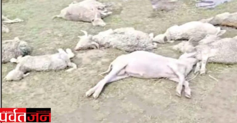 Uttarakhand News: आकाशीय बिजली का कहर । 12+ भेड़-बकरियों की मौत