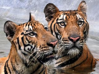 सर्दियों में क्यों बढ़ जाता है ‘टाइगर ट्रेजडी’? आंकड़ों ने खोला मौत और टकराव का खौफनाक सच