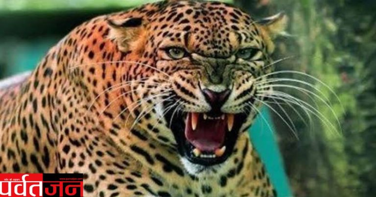 Champawat Leopard Attack