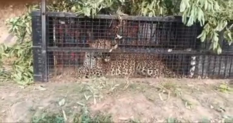 वीडियो: पकड़ा गया खूंखार गुलदार। ग्रामीणों में राहत