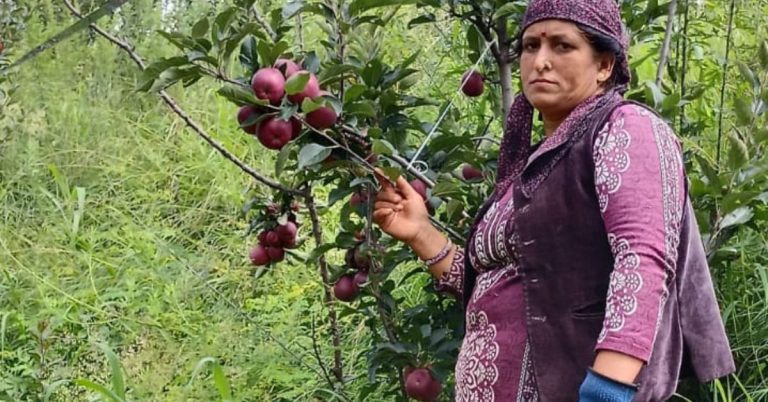 बड़ी खबर: ओलावृष्टि और लगातार बारिश ने तोड़ी सेब उत्पादकों की कमर। दानों पर पड़े गहरे निशान, अब नहीं मिलेंगे अच्छे दाम