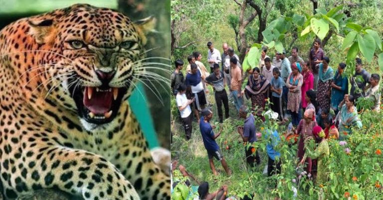 दर्दनाक: गुलदार का खूनी आतंक। घास काटने गई महिला को जंगल में घसीटकर मारा