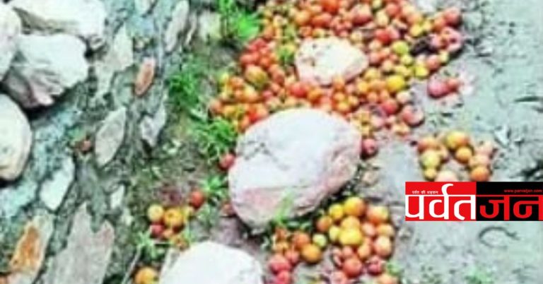 बड़ी खबर: दो रुपये किलो टमाटर ने तोड़ी किसानों की कमर । खेतों में ही छोड़नी पड़ी फसल