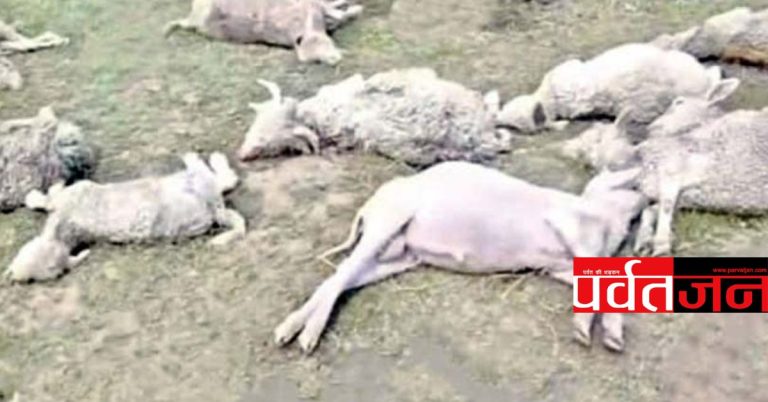 बड़ी खबर: चांगसील बुग्याल में आकाशीय बिजली का कहर । 150 से अधिक भेड़-बकरियों की मौत