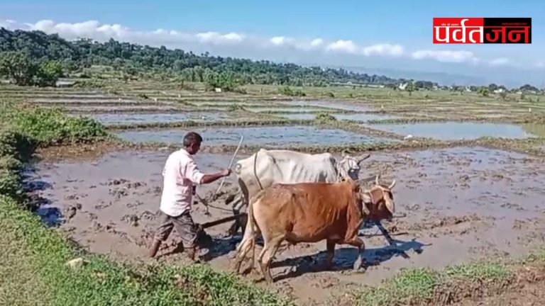फिर महकेगी विलुप्त होती दून बासमती की खुशबू,160 किसानों ने संभाली विरासत बचाने की जिम्मेदारी