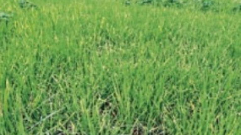 बड़ी खबर : लाल धान पर बीमारी का संकट, किसानों की बढ़ी चिंता
