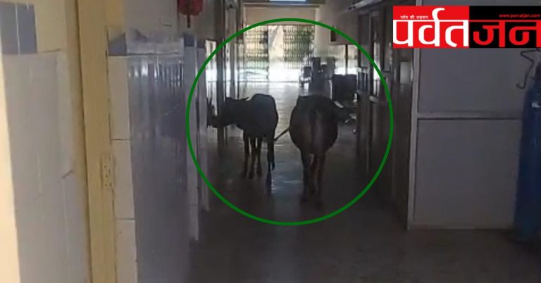 अजब गजब: अस्पताल के अंदर घूम रहे आवारा पशु। मरीजों की सुरक्षा पर उठे सवाल